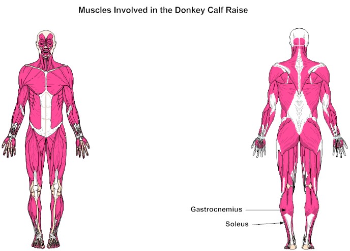 Muscles Involved in the Donkey Calf Raise